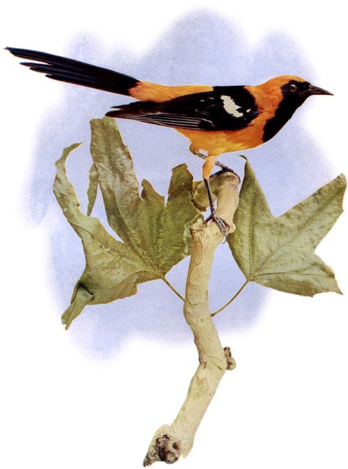 Nature Poems for Kids Oriole
