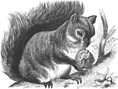 Emily Dickinson Squirrel Poem
