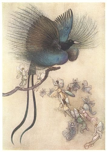 A Peacock Fairy