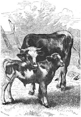 Cow and Calf children's picture